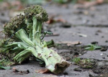 Food Policy. Inaugurato il nuovo hub contro lo spreco alimentare in via Bassini