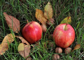 FEED YOUR FUTURE! A MILANO L’EVENTO SU CIBO E CAMBIAMENTO CLIMATICO