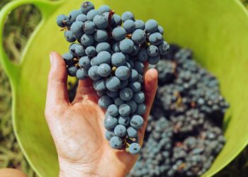 LA LOMBARDIA PUNTA SU ENOTURISMO E AGRITURISMO