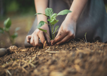 REGIONE EMILIA ROMAGNA E GRUPPO HERA INSIEME PER PIANTARE E FARE CRESCERE ALTRI 10MILA NUOVI ALBERI