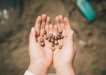LA LOMBARDIA APPROVA UNA LEGGE SU AGRICOLTURA URBANA E VERTICAL FARM