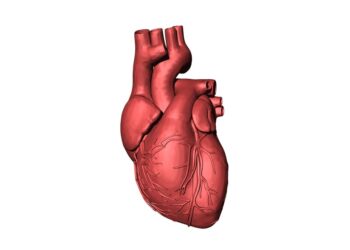 STAMPA 3D DEL CUORE PER TESTARE LE CURE