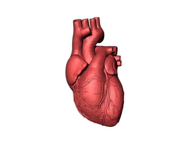 STAMPA 3D DEL CUORE PER TESTARE LE CURE