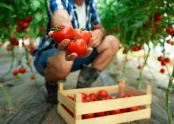 AGRICOLTURA E BLOCKCHAIN, UN’ALLEANZA VINCENTE