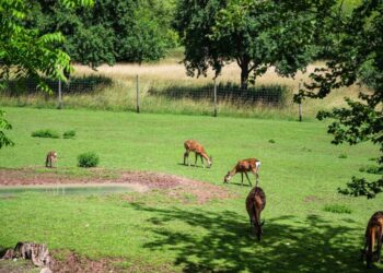 L’INTELLIGENZA ARTIFICIALE AL SERVIZIO DELLA FAUNA SELVATICA: IL PROGETTO WADAS NEL PARCO NAZIONALE D’ABRUZZO